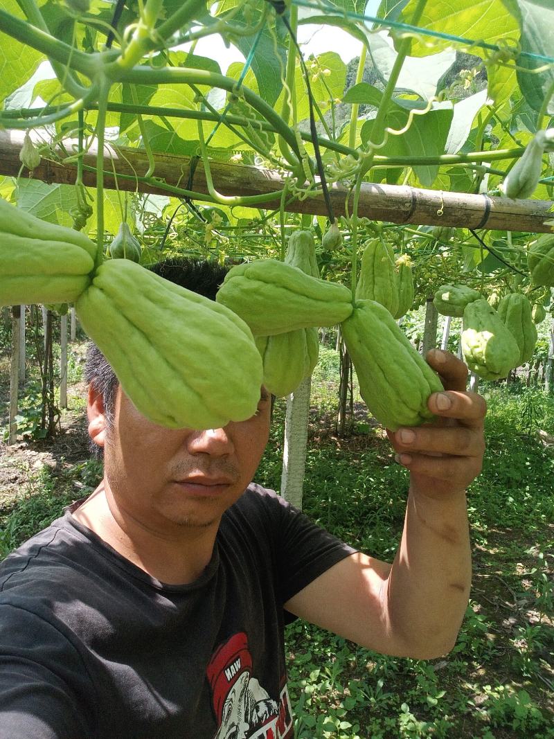 鲜嫩佛手瓜半斤以上产地直供货源充足可视频欢迎联系