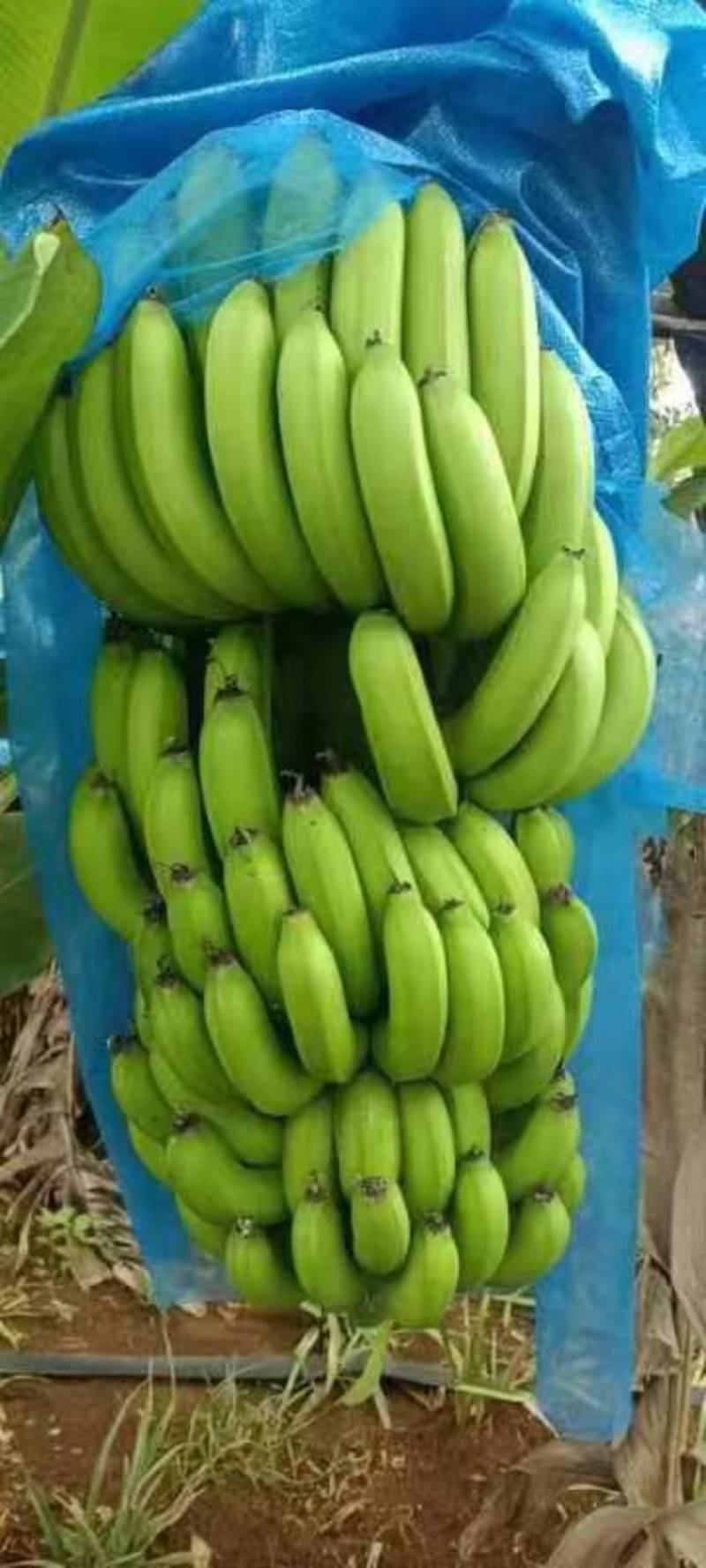 一手货吗，基地大量香蕉上市，品质较好，欢迎订购！