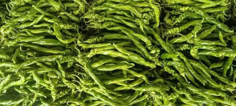 精品大陇椒大量上市品质保障放心采购产地直采