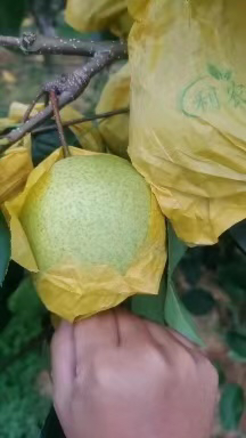 上万亩雪花梨种植基地，实力代收代购代发，原产地发货