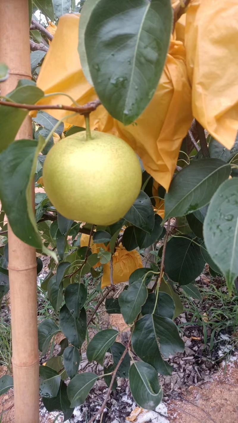 上万亩雪花梨种植基地，实力代收代购代发，原产地发货