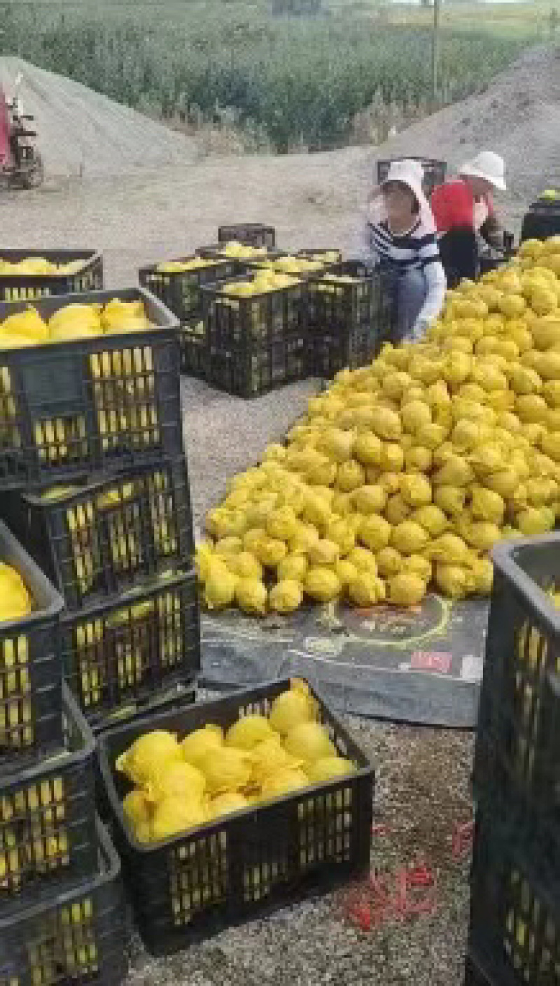 上万亩雪花梨种植基地，实力代收代购代发，原产地发货