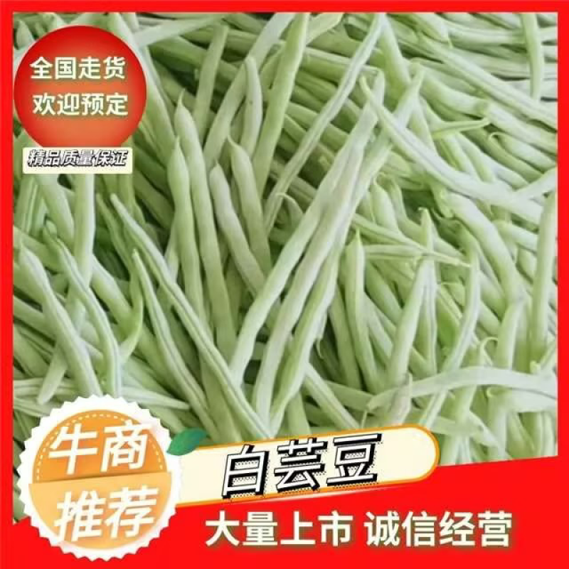 精品白芸豆九粒白芸豆大量供应量大从优诚信经营可供电商