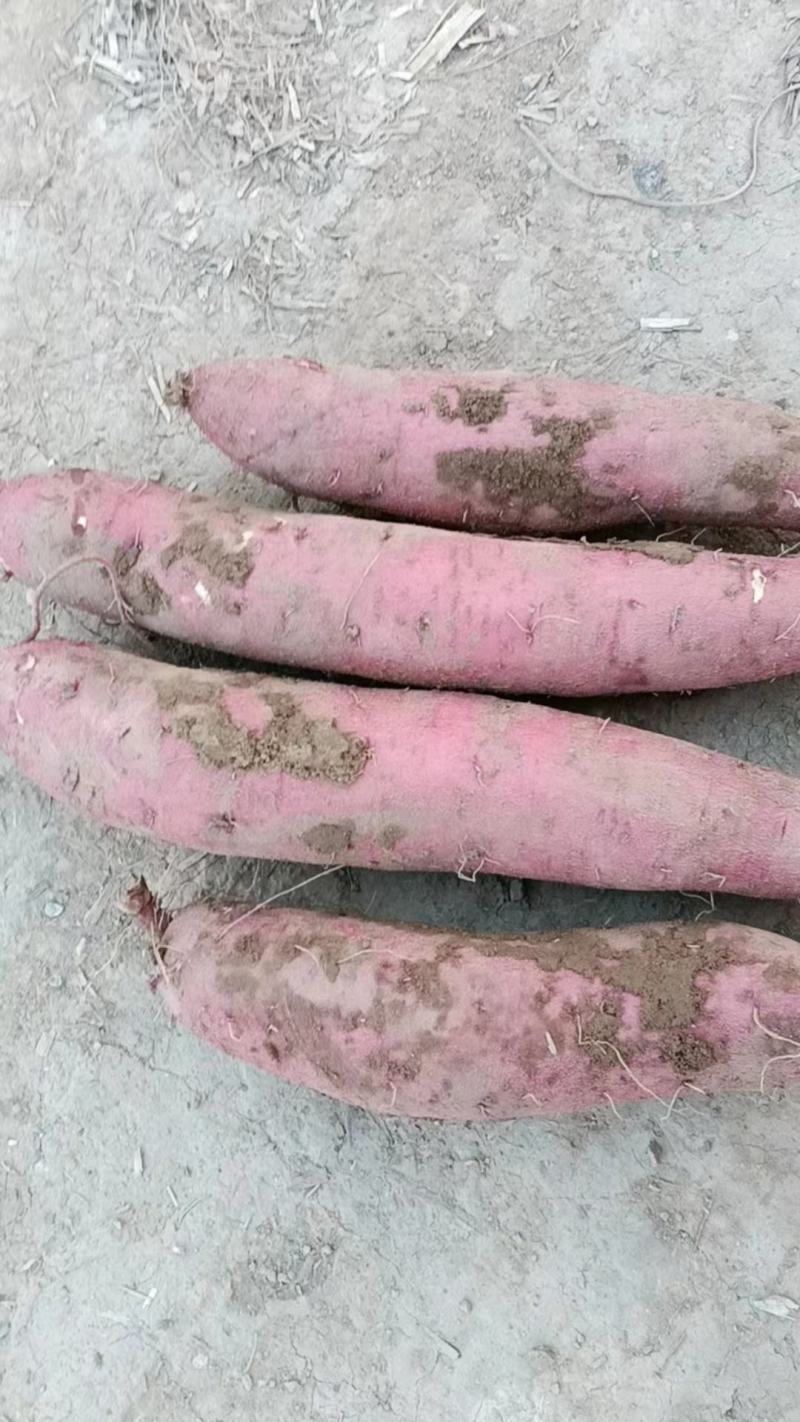 陕西红薯精品板栗薯产地一手货源量大从优全国发货