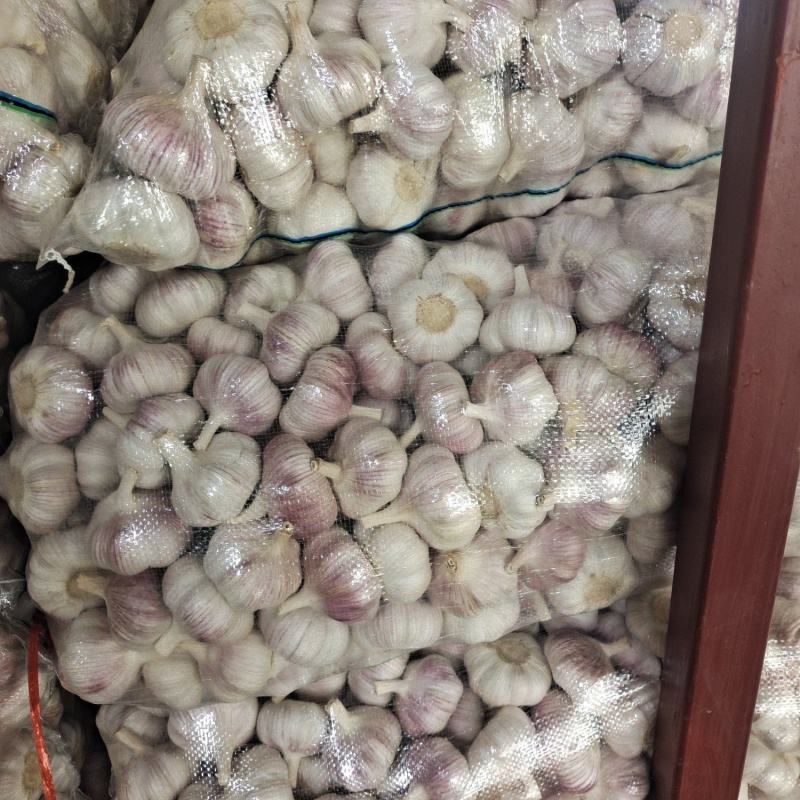 邳州大蒜