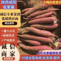 陕西红薯精品板栗薯产地一手货源量大从优全国发货