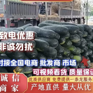安徽，亳州优质冬瓜产地直采大量供应价格美丽诚信合作