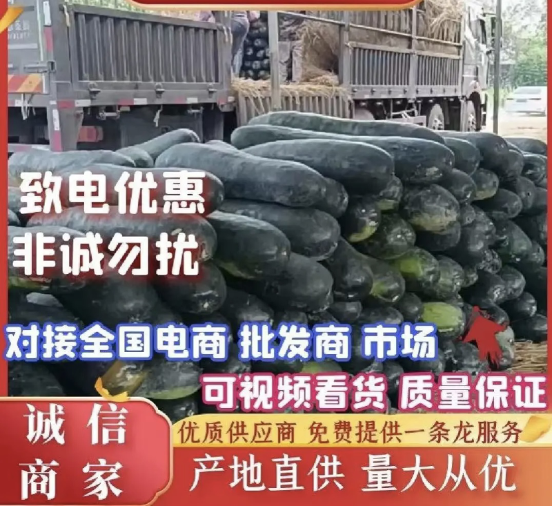 安徽，亳州优质冬瓜产地直采大量供应价格美丽诚信合作