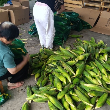高山玉米，茄子，茭白，大量上市中，价格美丽，质量优越