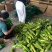 高山玉米，茄子，茭白，大量上市中，价格美丽，质量优越