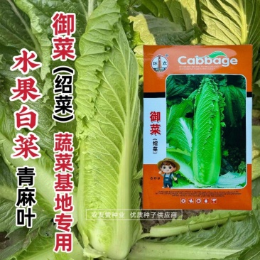 御菜种子青麻叶大白菜种子水果白菜种子直筒合抱型天津麻叶菜