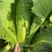 御菜种子青麻叶大白菜种子水果白菜种子直筒合抱型天津麻叶菜