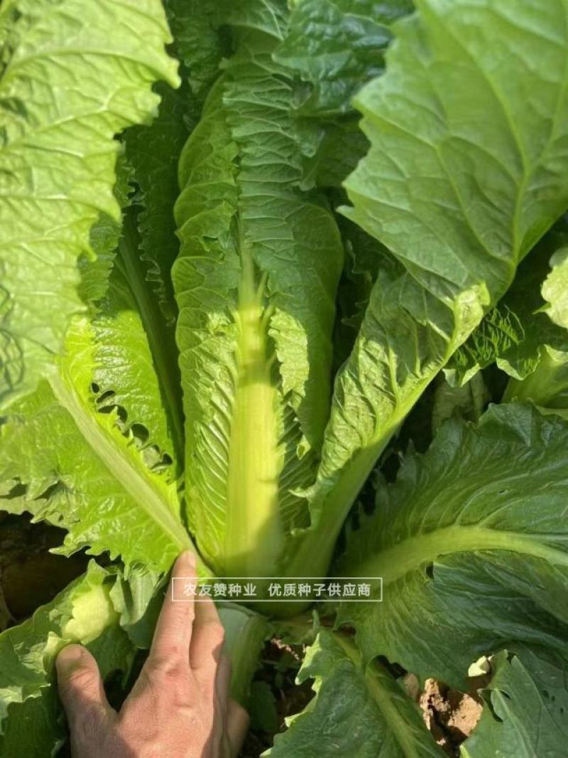 御菜种子青麻叶大白菜种子水果白菜种子直筒合抱型天津麻叶菜