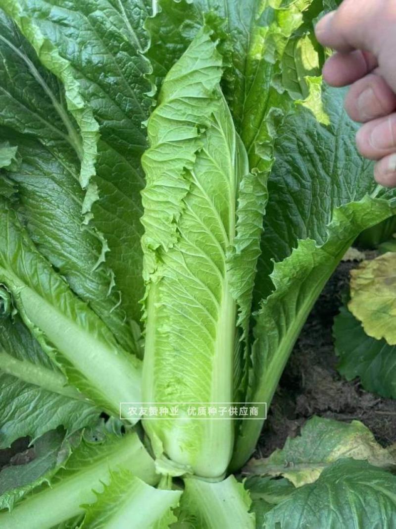 御菜种子青麻叶大白菜种子水果白菜种子直筒合抱型天津麻叶菜