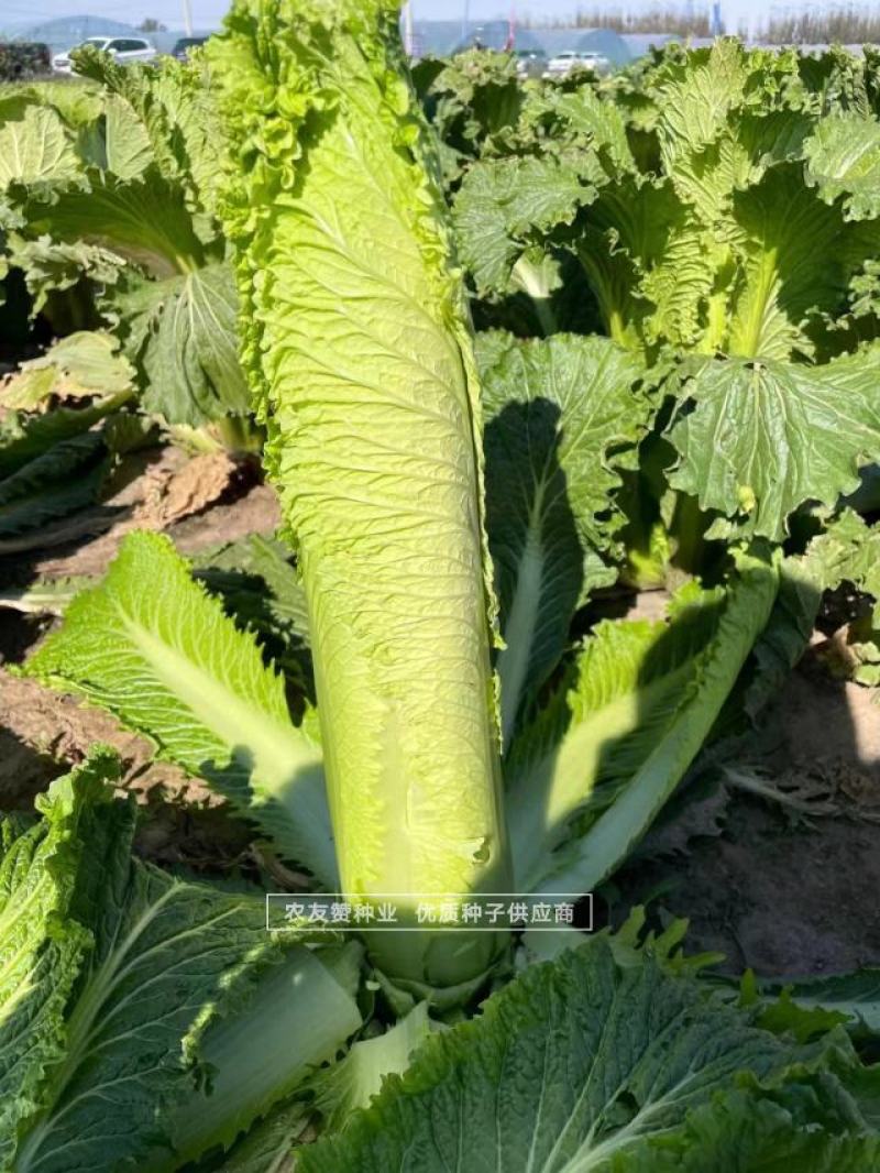 御菜种子青麻叶大白菜种子水果白菜种子直筒合抱型天津麻叶菜