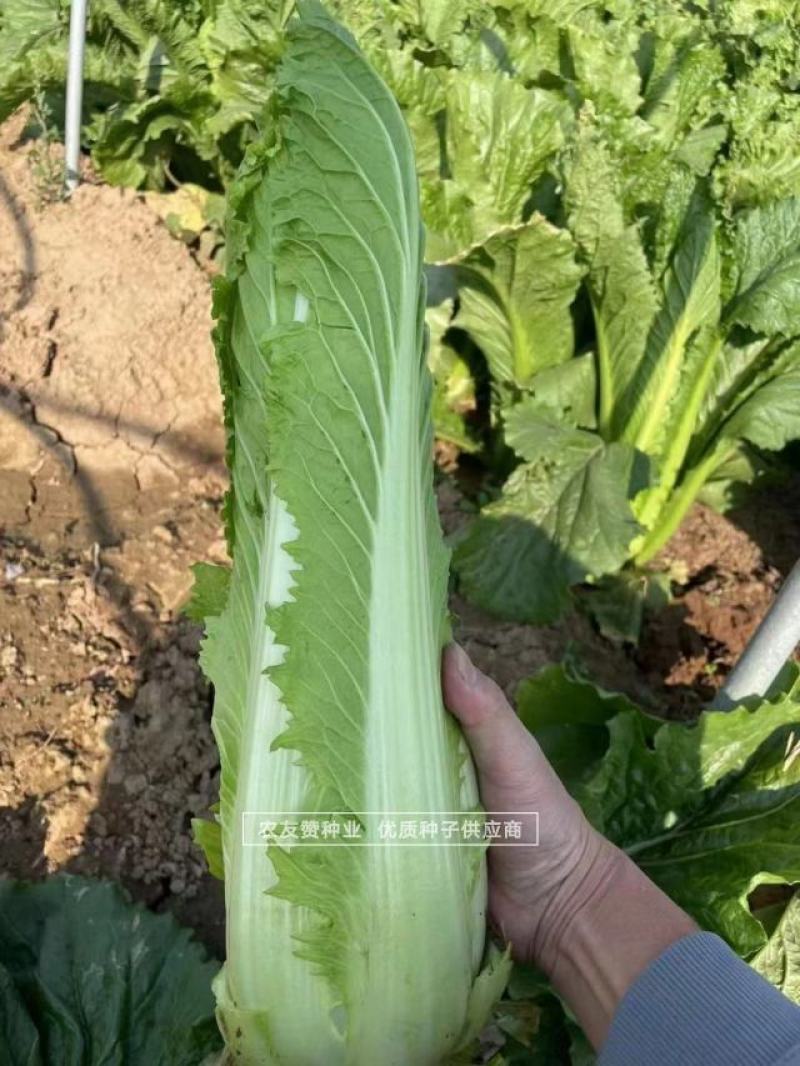 御菜种子青麻叶大白菜种子水果白菜种子直筒合抱型天津麻叶菜