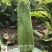 御菜种子青麻叶大白菜种子水果白菜种子直筒合抱型天津麻叶菜
