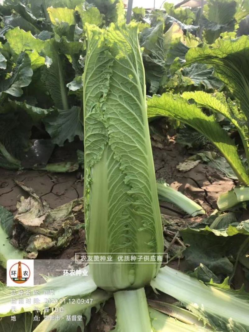 御菜种子青麻叶大白菜种子水果白菜种子直筒合抱型天津麻叶菜