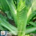 御菜种子青麻叶大白菜种子水果白菜种子直筒合抱型天津麻叶菜