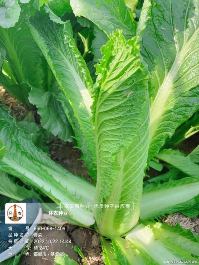 御菜种子青麻叶大白菜种子水果白菜种子直筒合抱型天津麻叶菜