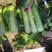 御菜种子青麻叶大白菜种子水果白菜种子直筒合抱型天津麻叶菜