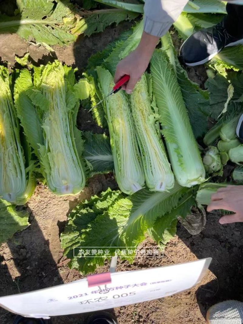 御菜种子青麻叶大白菜种子水果白菜种子直筒合抱型天津麻叶菜