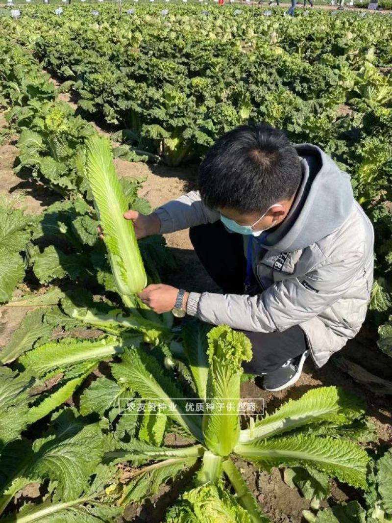 御菜种子青麻叶大白菜种子水果白菜种子直筒合抱型天津麻叶菜