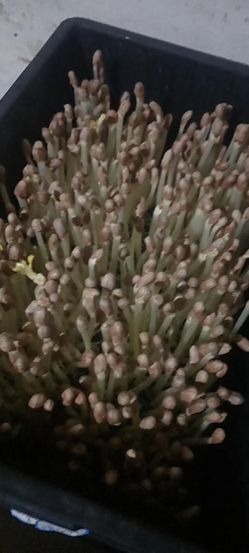 花生芽芽苗菜大量供应，一手货源，基地直供，品质保证