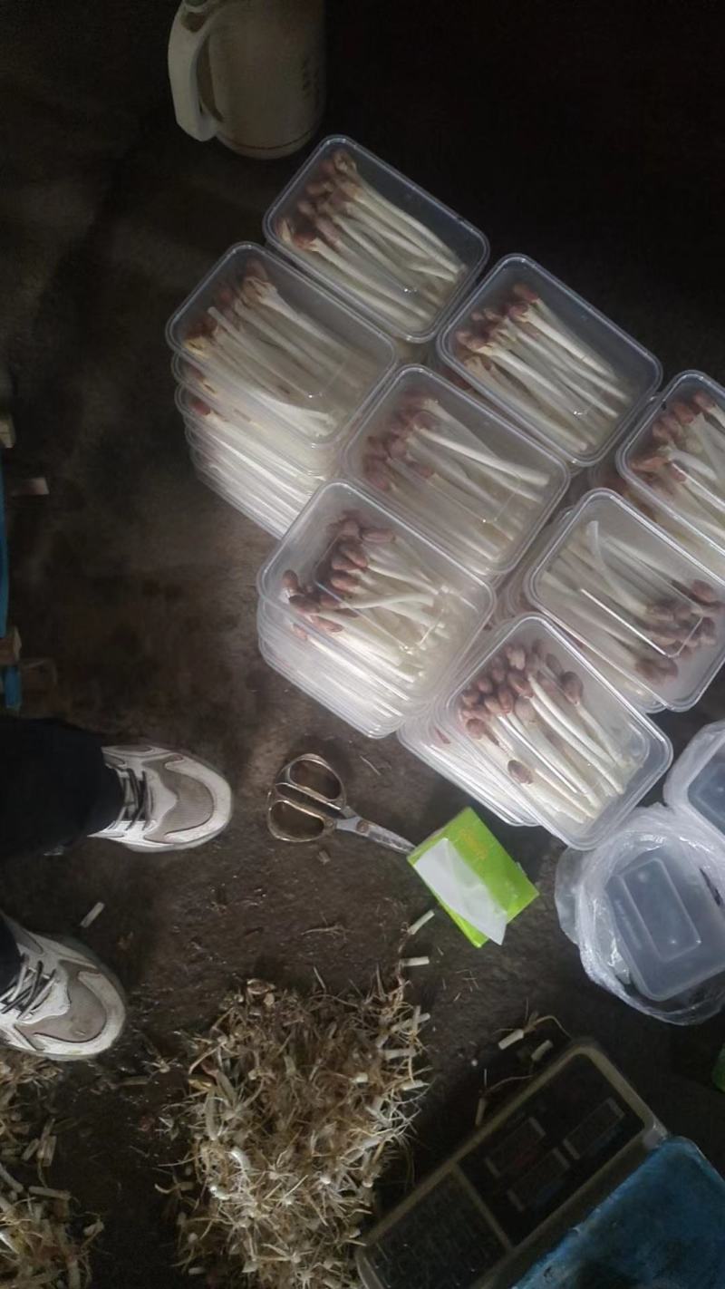 花生芽芽苗菜大量供应，一手货源，基地直供，品质保证