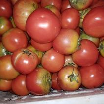 农家本地番茄
