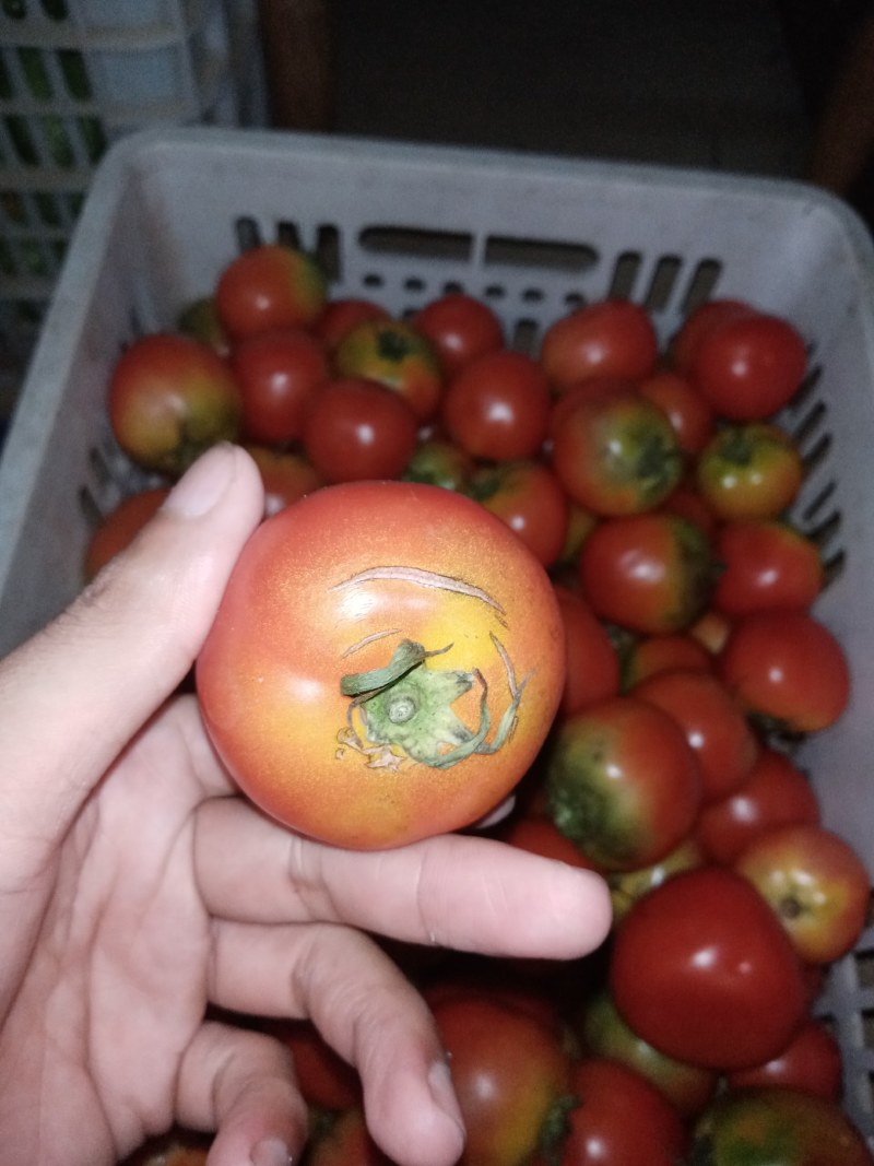 农家自种本地番茄