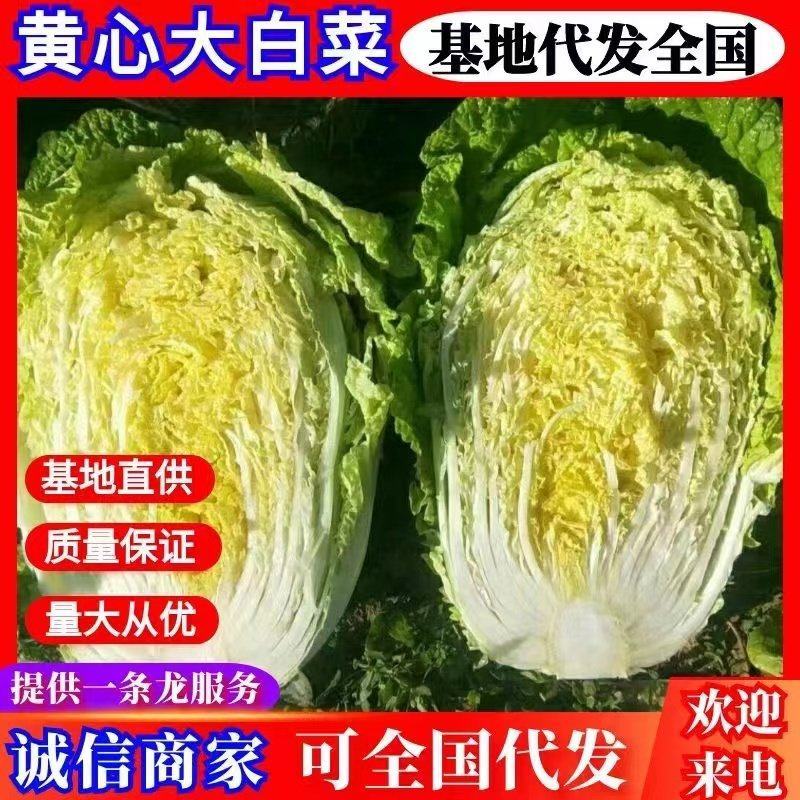 黄心白菜，玲珑黄，保质保量，商超品质，只做精品，全国发货