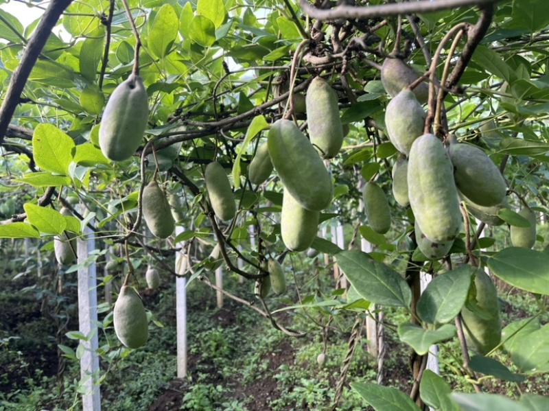 八月瓜大量供应鲜果及药材果