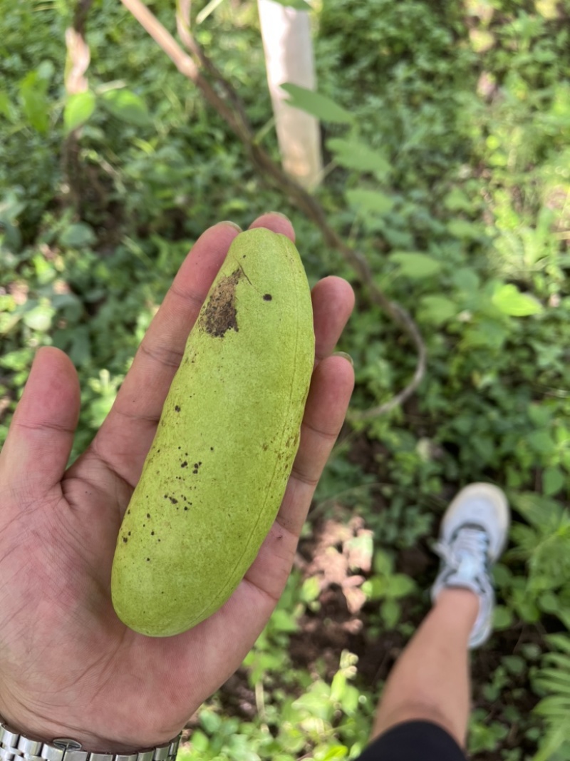 八月瓜大量供应鲜果及药材果