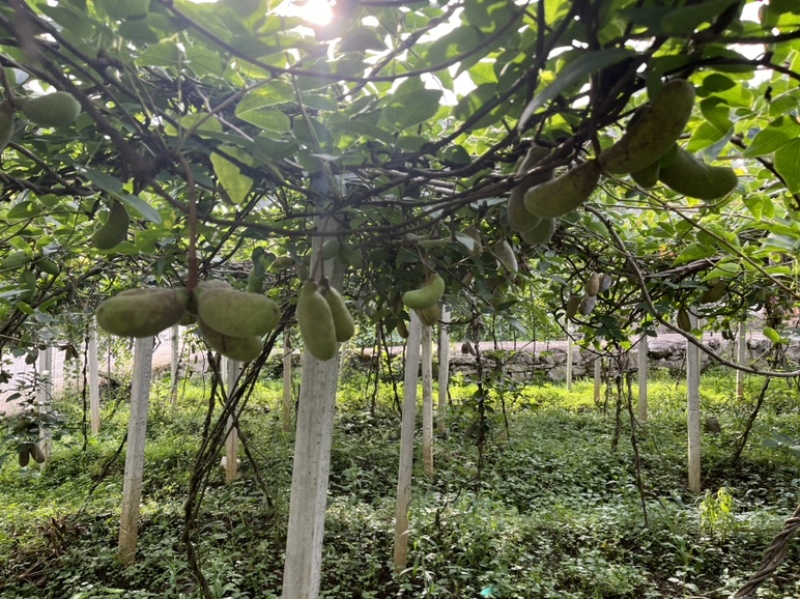 八月瓜大量供应鲜果及药材果