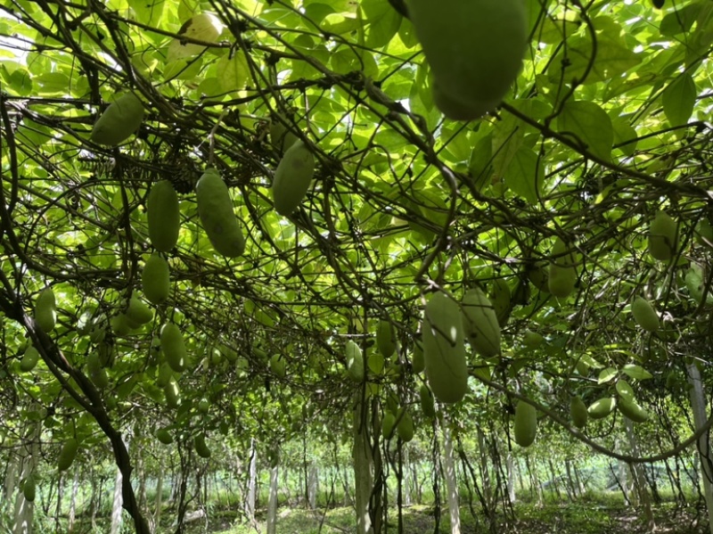 八月瓜大量供应鲜果及药材果