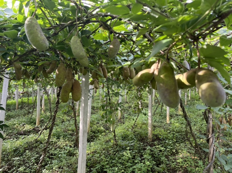 八月瓜大量供应鲜果及药材果