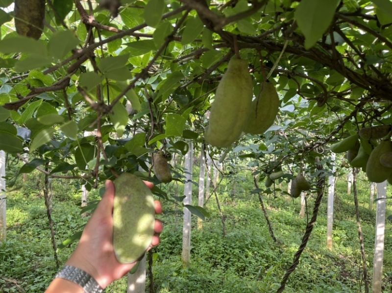 八月瓜大量供应鲜果及药材果