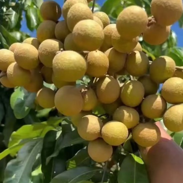 广西平南富硒石硖龙眼，源头直供，欢迎广大客户前来看货。