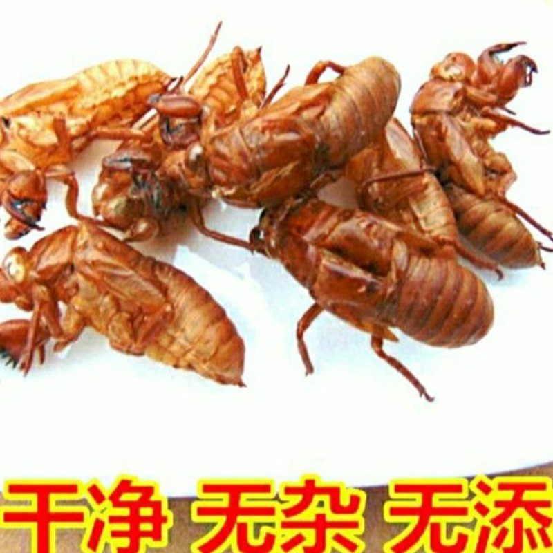 中药材蝉蜕蝉衣知了壳自然脱落干净无杂保质保量包邮