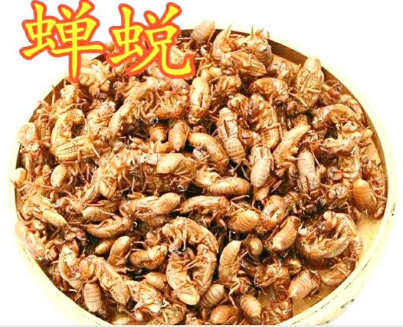 中药材蝉蜕蝉衣知了壳自然脱落干净无杂保质保量包邮
