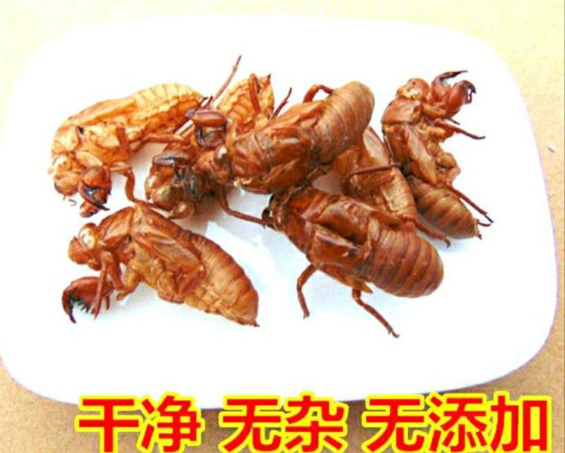 中药材蝉蜕蝉衣知了壳自然脱落干净无杂保质保量包邮
