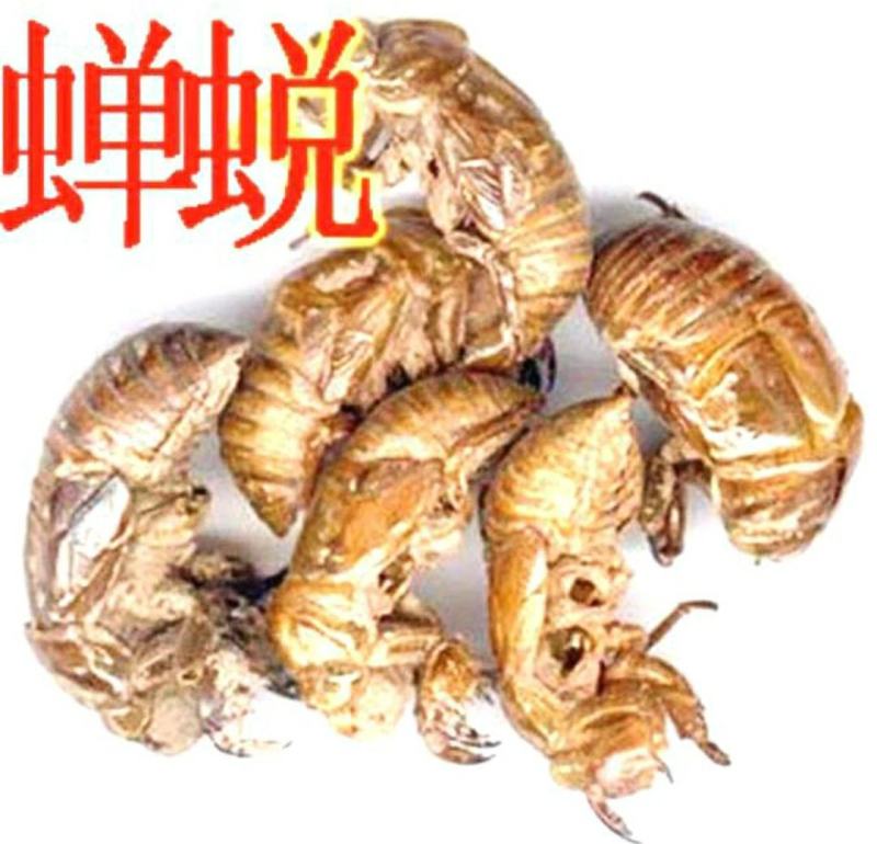 中药材蝉蜕蝉衣知了壳自然脱落干净无杂保质保量包邮