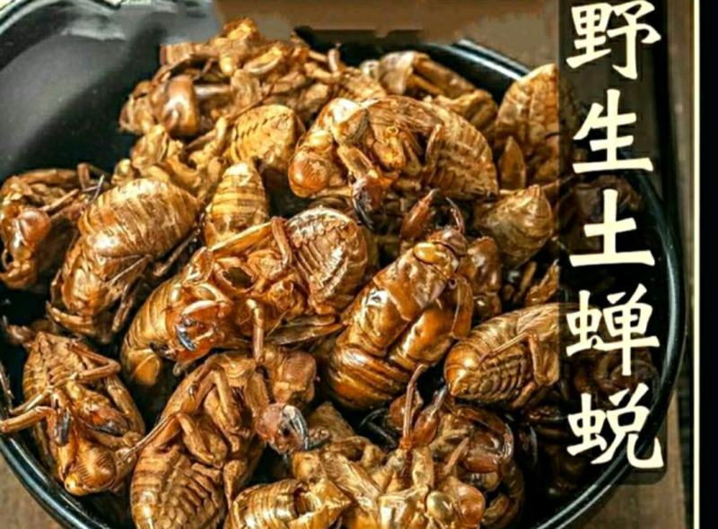 中药材蝉蜕蝉衣知了壳自然脱落干净无杂保质保量包邮