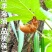 中药材蝉蜕蝉衣知了壳自然脱落干净无杂保质保量包邮