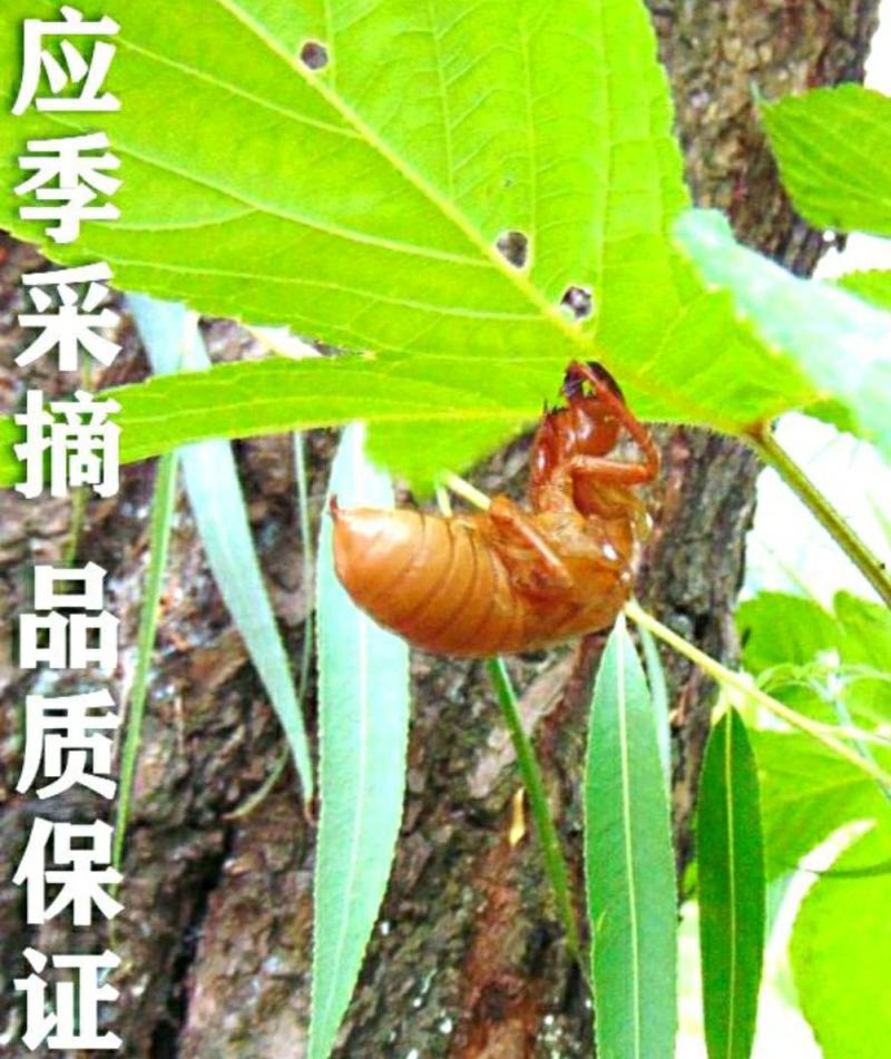 中药材蝉蜕蝉衣知了壳自然脱落干净无杂保质保量包邮