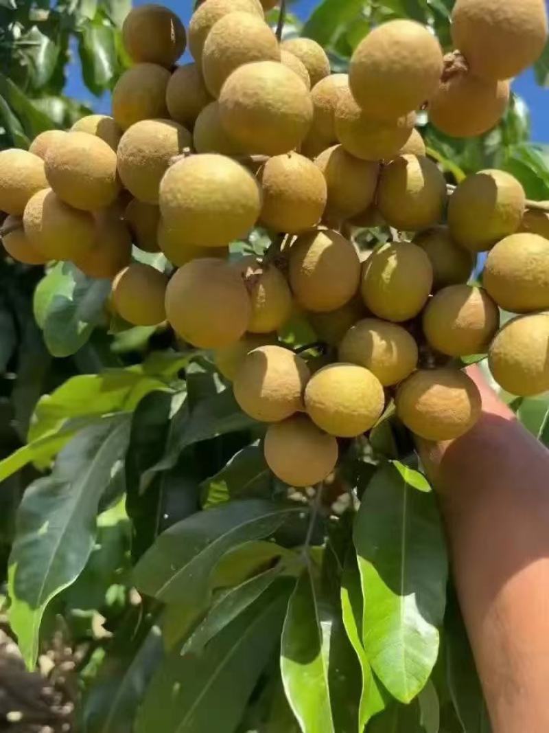 广西平南富硒石硖龙眼，源头直供，欢迎广大客户前来看货。