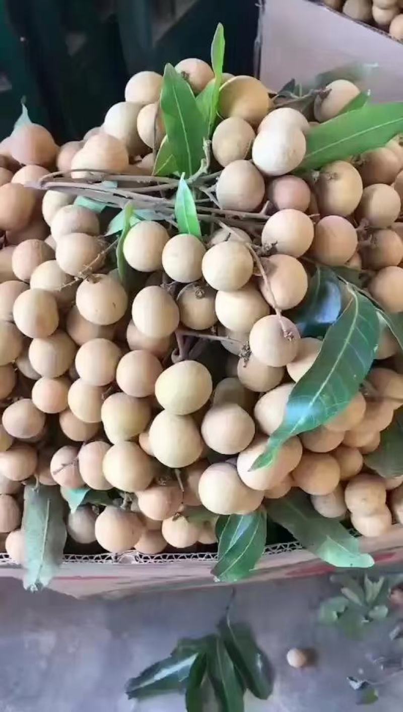 广西平南富硒石硖龙眼，源头直供，欢迎广大客户前来看货。