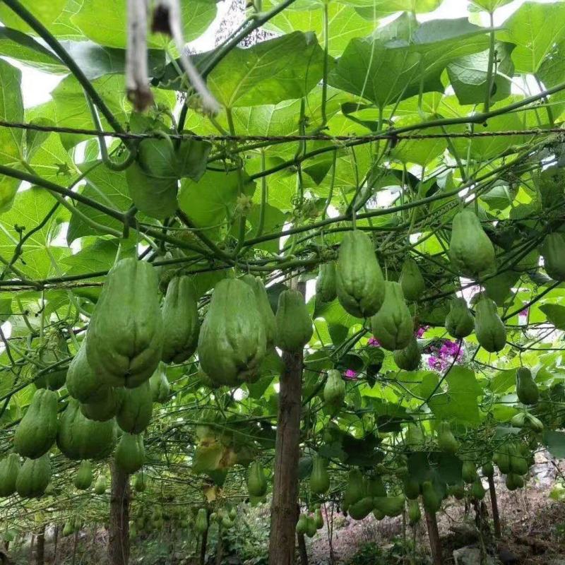 鲜嫩佛手瓜半斤以上产地直供货源充足可视频欢迎联系