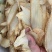 天麻片新货无硫天麻一手货源长期稳定供货质量保证